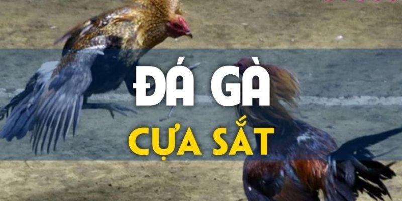 Đá gà tại 8kbet để lại nhiều dấu ấn 