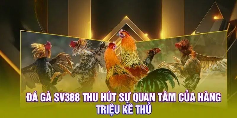 Những nhà cung cấp đá gà 8kbet uy tín hiện nay